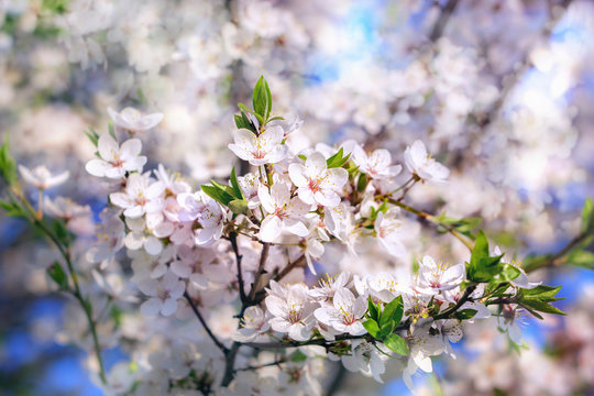 Branch of cherry tree with blossoms