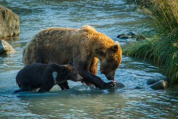 Mama bear with her little cub fishing in Chilkat river in Haines, Alaska, US © LindaPhotography