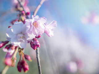 Spring Bloom Background
