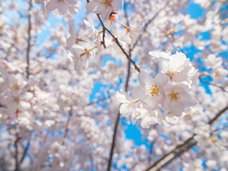 Obraz premium Soft light Cherry Tree Blossom Background