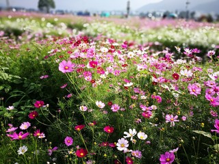 Obraz premium Flowers