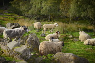 Obraz na płótnie Canvas Sheep in a rocky Highland field 