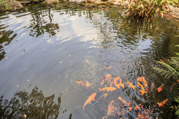 koi fish in garden pond decorative landscape design