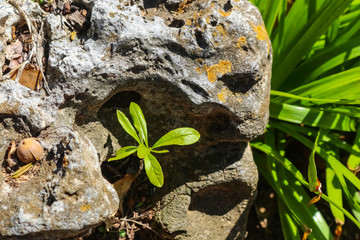 Find your own niche - small seedling stretches for the sun from where it grows in the crevice of a...