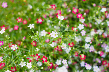 Beautiful Babysbreath gypsophila flowers on green meadow with water drops