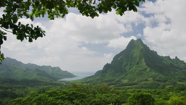 Tree branches blowing in wind near scenic view of tropical mountain / Moorea, French Polynesia