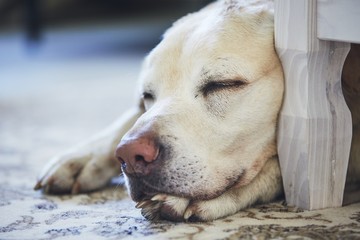 Dog sleeping on the carpet