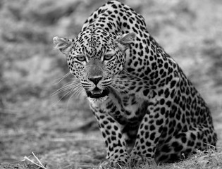 African Leopard (Panthera Pardus) crouching down and looking directly into camera, South Luangwa National Park, Zambia