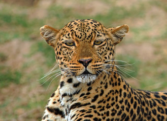 Search Photos Animal Behaviour