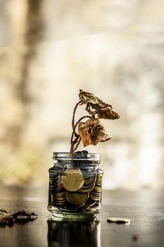 A glass jar full of coins and a dry plant dying through it.  Concept of loan,  mortgage,  inflation,  budget, over expenses,  payment, bankrupt, etc.