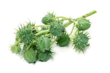 Green Herbal Castor