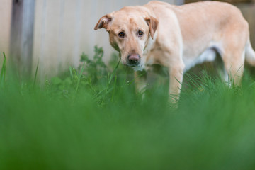 Yellow Labrador retriever dog in spring grass