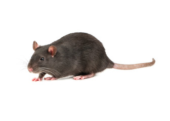 Grey rat isolate