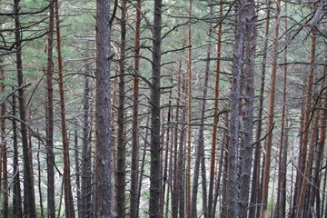 Paisaje de árboles en Bosque