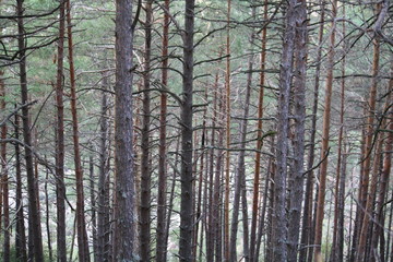 Paisaje de árboles en Bosque