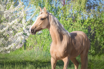 Portrait of palomino horse on spring blossom trees background