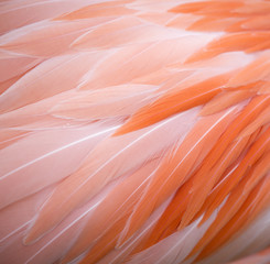 Pink flamingo feather background
