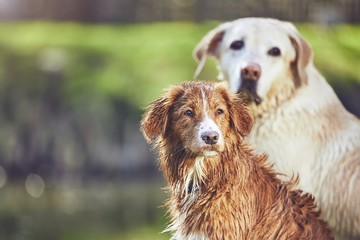Two friendly dogs in summer nature