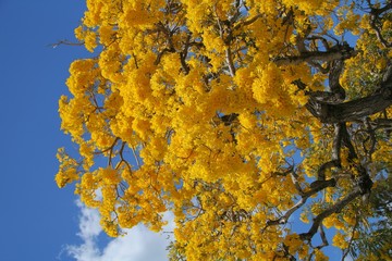 Yellow Golden Tabebuia Tree Blossoms Backlit in Front of Blue Sky with White Scattered Clouds in April in Florida