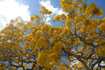 Yellow Golden Tabebuia Tree Blossoms on Big Branches Back-Lit with the Sun Gleaming Slightly Out of Frame in April in Florida