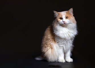 Ginger White Cat isolated over black background.