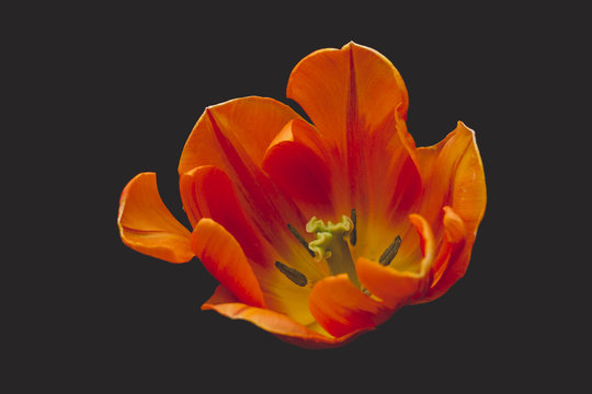 orange tulip close up