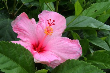 Pink Hibiscus Flower in Green Leaves