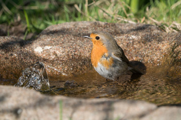 European robin bird standing in the water of a birdbath ready for a bath looking to the left