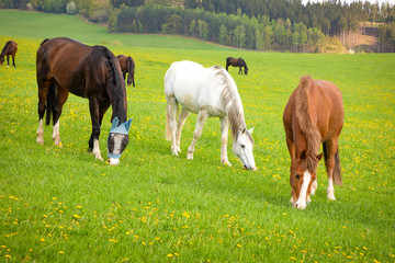 Horses eat spring grass in a field