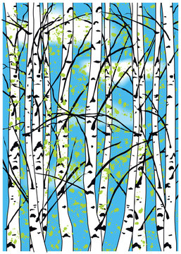 Colo vector illustration of spring bich trees forest and blue sky with some white clouds. Bich trees forest illustration.