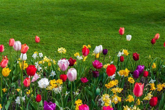 Tulips and grass