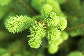 A branch of a Christmas tree close-up. background, texture.