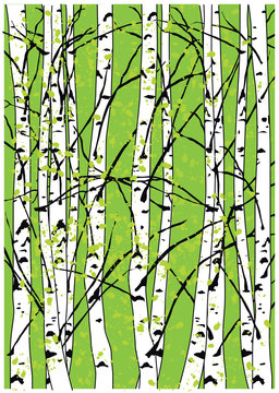 Color vector illustration of spring bich trees. Birch trees forest in spring.