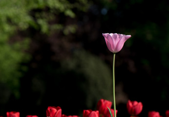 Obraz premium Natural background, tulip in park, blooming spring