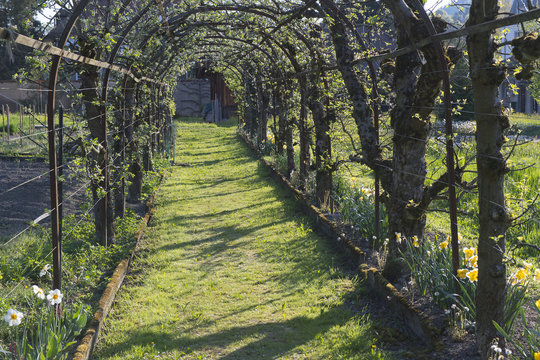 Spalierb&auml;ume, Klostergarten Wesemlin, Luzern, Schweiz
