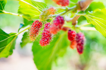Fresh red mulberry fruits on tree branch