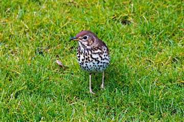 Singdrossel (Turdus philomelos)