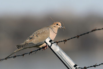 Mouring Dove carrying stick for spring nest