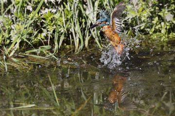 Martin Pescatore comune in volo (Alcedo atthis)