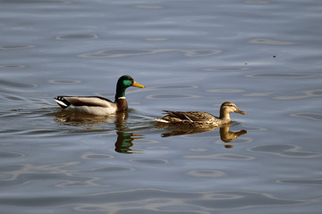 Male and Female Mallard swimming away