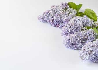 Light purple lilac branches on white background