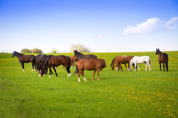 Naklejka na ściany i meble Horses eat spring grass in a field
