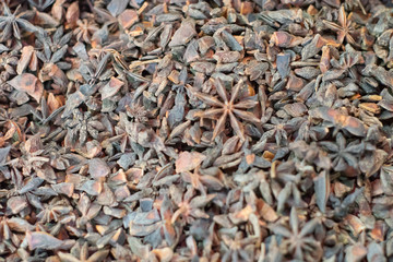 Dried Star Anise is ingredients for food.