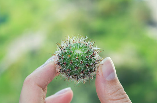 Cacti propagation: small stem cutting of Pseudolobivia aurea in hand