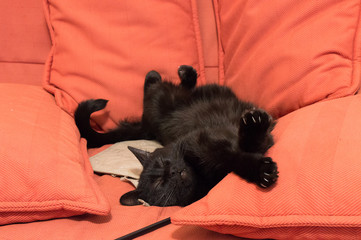 Happy black cat sleeping among pillows on the sofa
