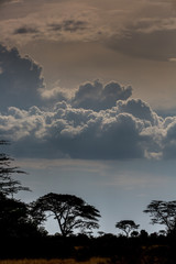 Gewitterwolken über der Serengeti - Afrika