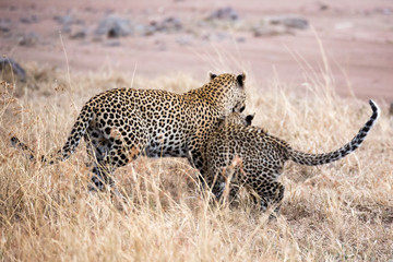 Leopardin spielt mit ihrem Jungen