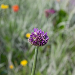 Purple flower of ornamental allium blooming in spring garden