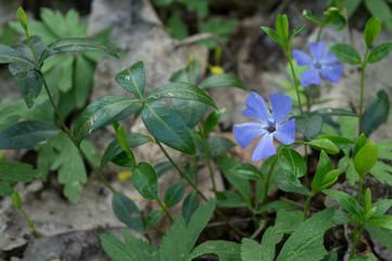 Vinca minor blooming in spring forest, close up of beautiful blue flower of lesser periwinkle