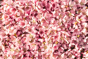 Gently pink background. Many pink and delicate peach flowers. A bright and unusual background of peach blossoms.